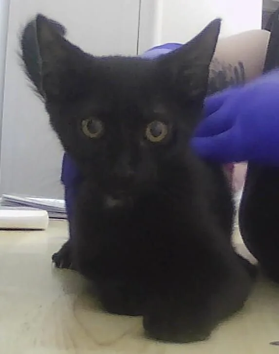 A baby small-sized male Black Domestic Short Hair cat named Peter for adoption in Anoka, MN