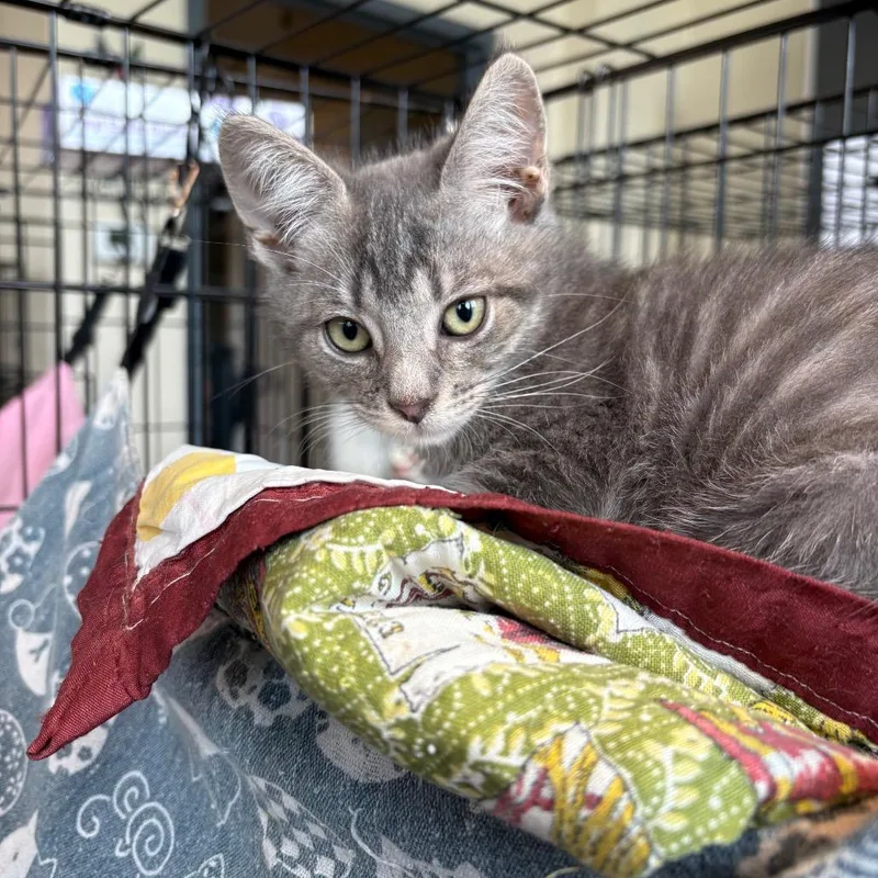 A baby small-sized male Gray / Blue / Silver Domestic Short Hair cat named Hager for adoption in Huntington, WV