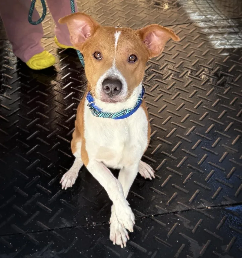 An adult medium-sized male Tricolor (Brown, Black, & White) Hound dog named Braden for adoption in Saugus, MA