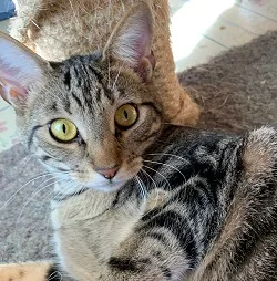 A young medium-sized female Tabby cat named Beyonce for adoption in Raleigh, NC