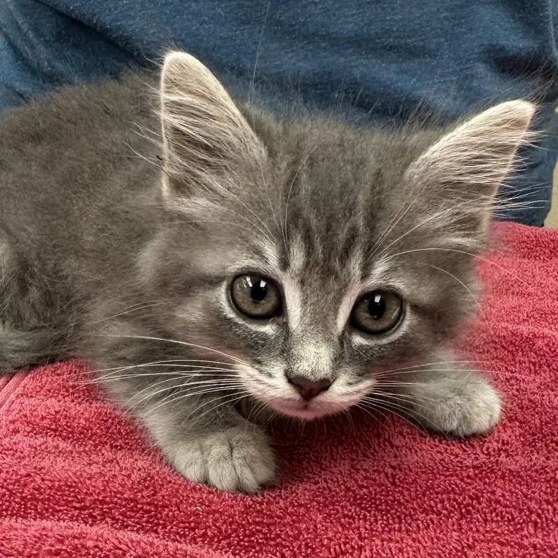 A baby small-sized female Domestic Medium Hair cat named Princess for adoption in Naperville, IL