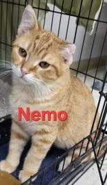 A baby small-sized male Orange & White Domestic Short Hair cat named Nemo for adoption in Moline, IL