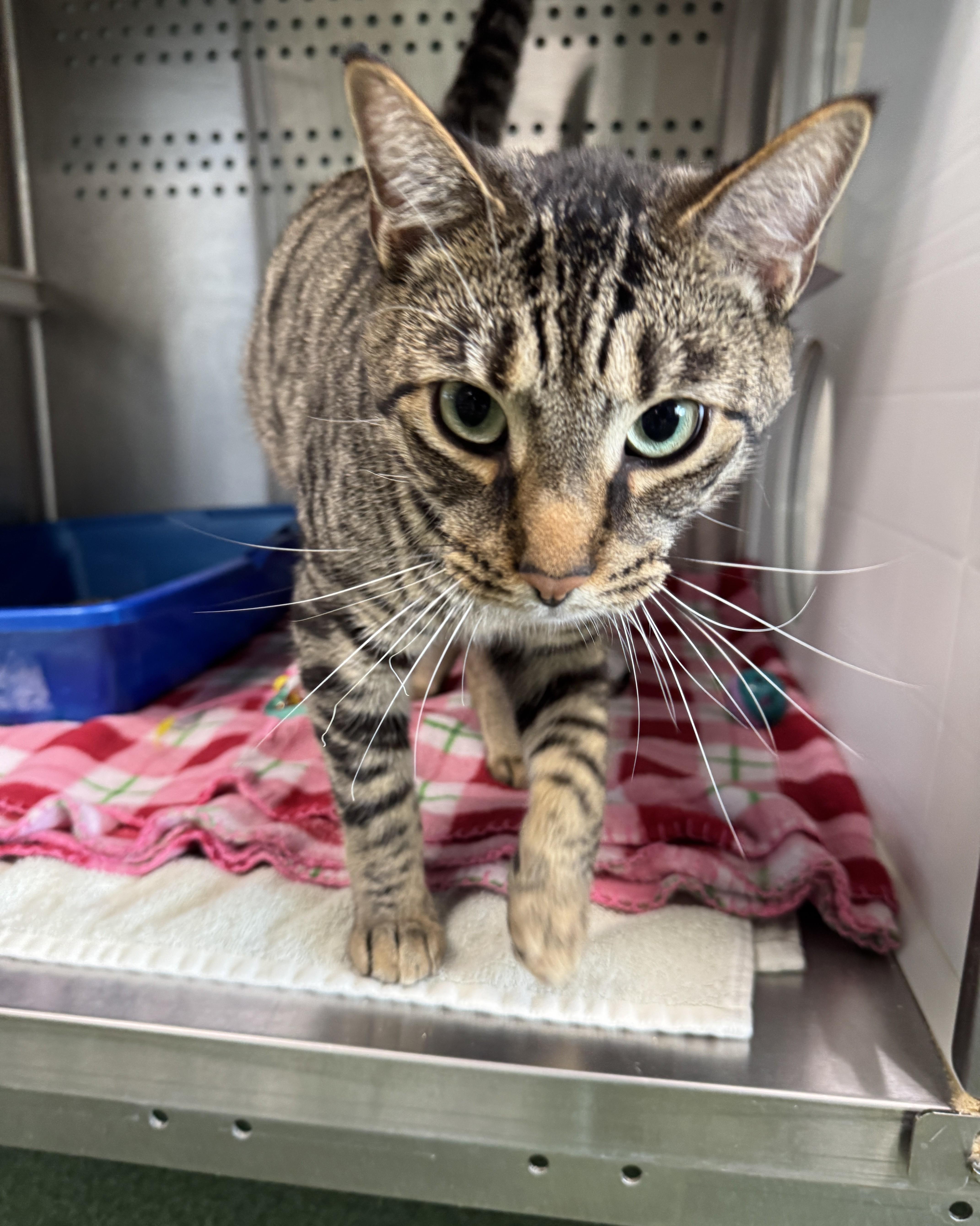A young medium-sized male Tabby (Brown / Chocolate) Domestic Short Hair cat named Leo for adoption in Seneca, PA