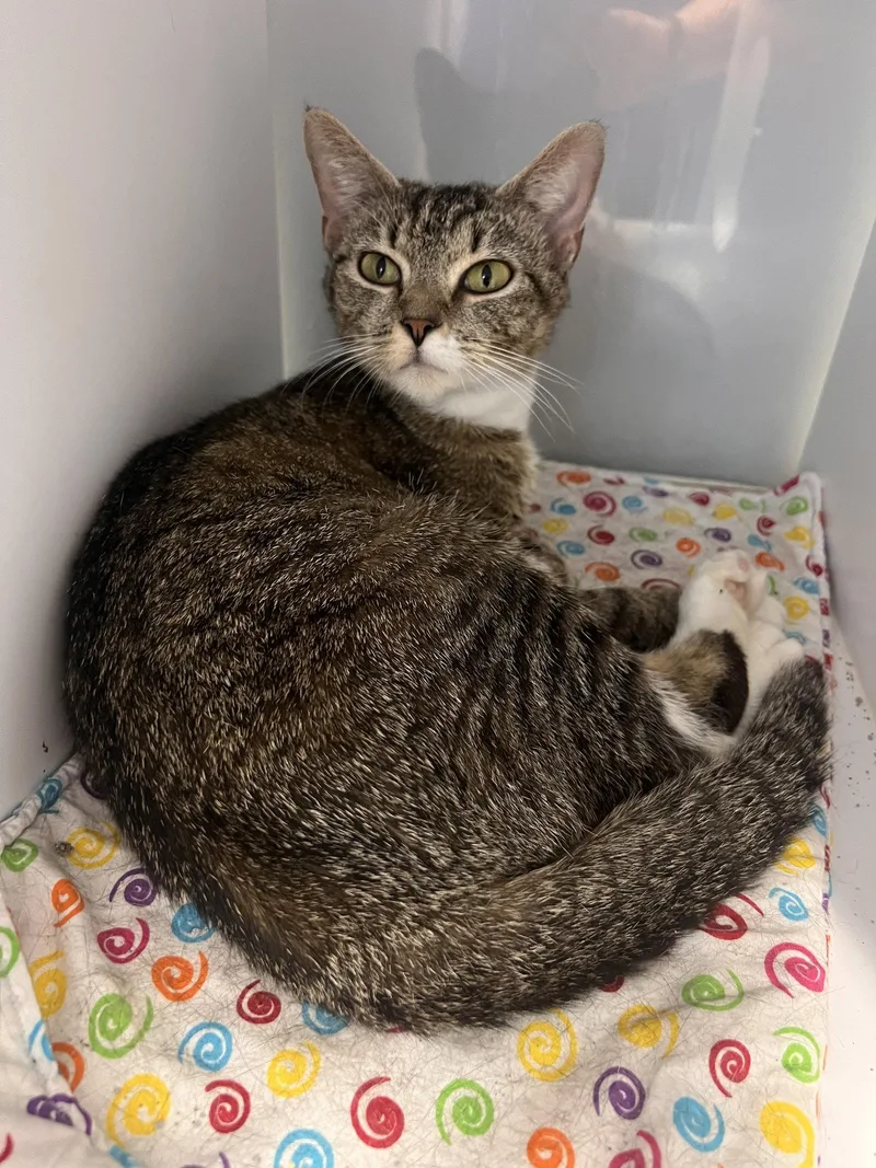 A young medium-sized female Tabby (Brown / Chocolate) Tabby cat named Burger Queen for adoption in Georgetown, KY