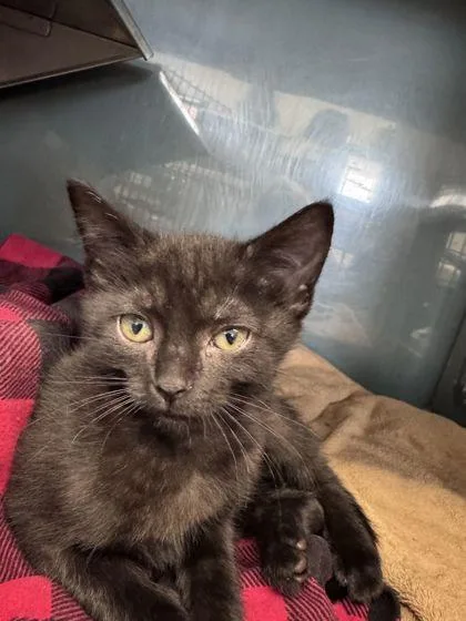 A baby small-sized female Domestic Short Hair cat named Pine for adoption in Shawano, WI