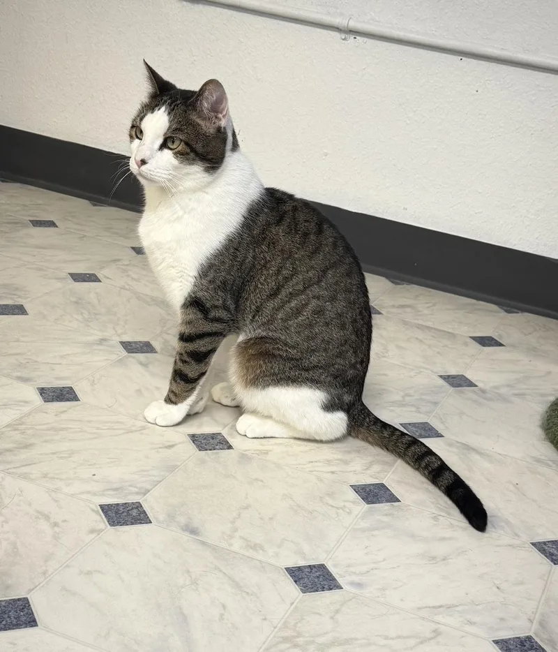 Maryjane thumbnail 2