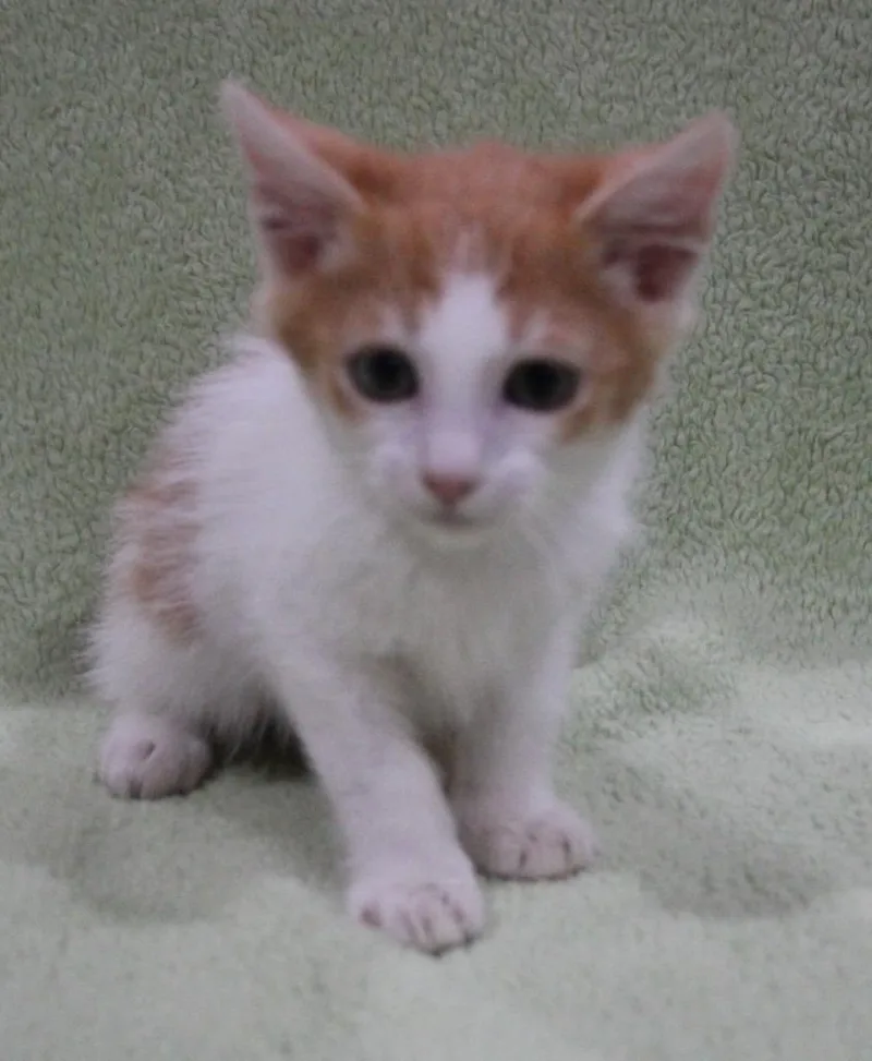 A baby medium-sized male Domestic Medium Hair cat named Harvey for adoption in Vacaville, CA