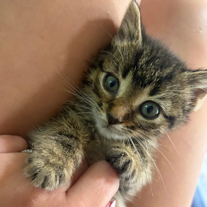 A baby small-sized male Brown / Chocolate Domestic Short Hair cat named Marvin C for adoption in Princeton, MN