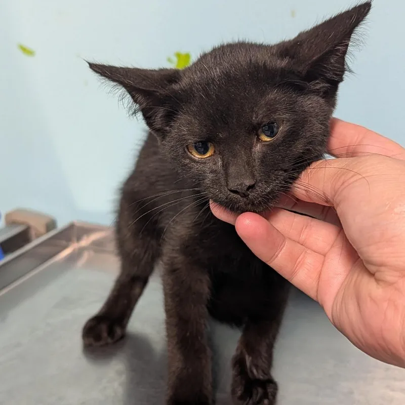 A baby small-sized female Black Domestic Short Hair cat named Morticia for adoption in Jefferson city, TN