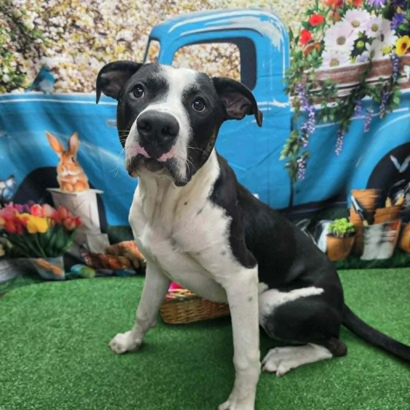 An adult large-sized male Black Pit Bull Terrier dog named Mickey for adoption in Statesboro, GA
