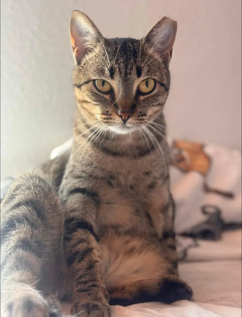 An adult medium-sized female Tabby (Brown / Chocolate) Domestic Short Hair cat named Earl Gray for adoption in Pearland, TX