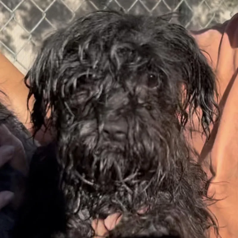 A young small-sized male Black Poodle dog named Coconut for adoption in Woodland, CA