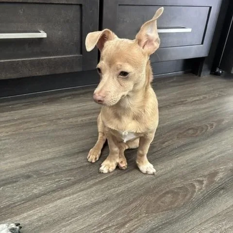 Bodhi