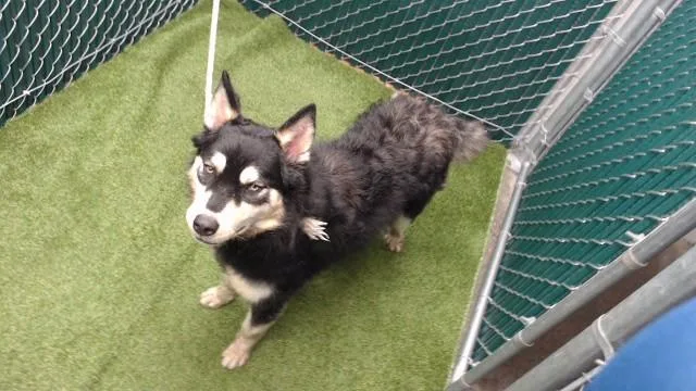 A young medium-sized female Border Collie dog named Mona for adoption in Downey, CA