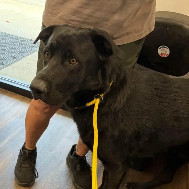An adult large-sized male Black Mixed Breed dog named Dalton for adoption in Jeffersonville, IN
