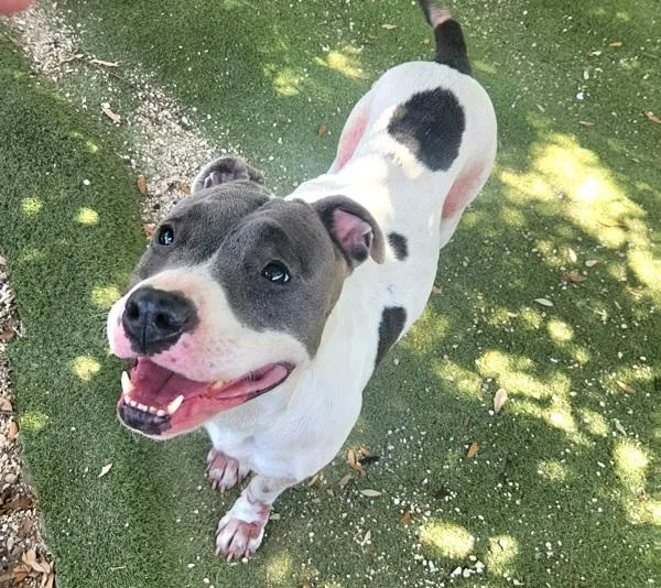 An adult large-sized female Mixed Breed dog named Babybel for adoption in Austin, TX