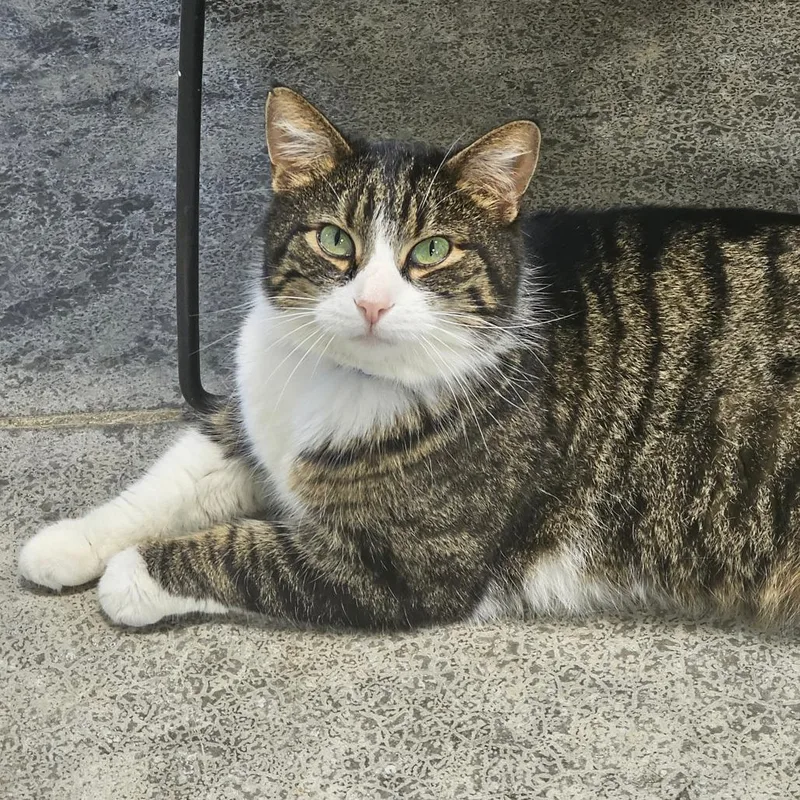 An adult small-sized male Brown / Chocolate Domestic Short Hair cat named Boris for adoption in Corydon, IN