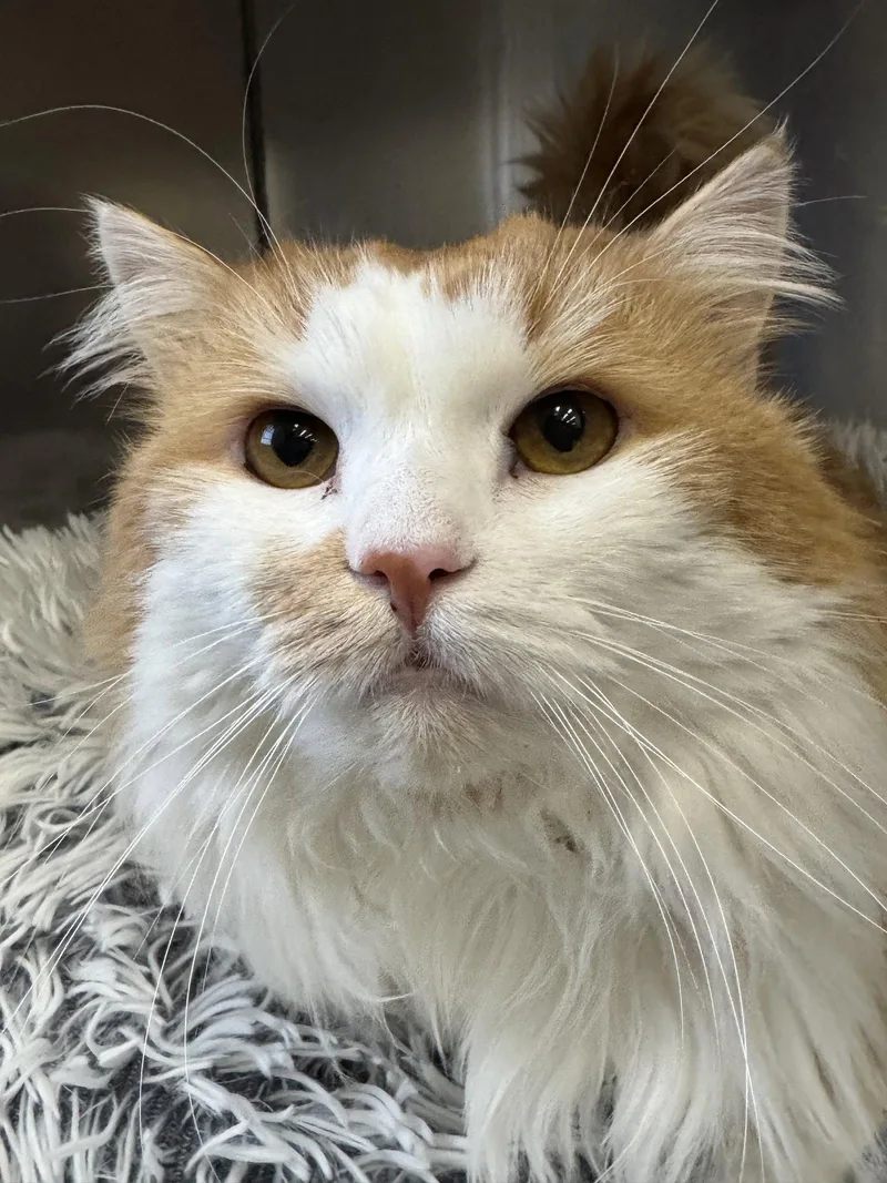 An adult medium-sized female Orange & White Domestic Long Hair cat named Jojo for adoption in Winchendon, MA