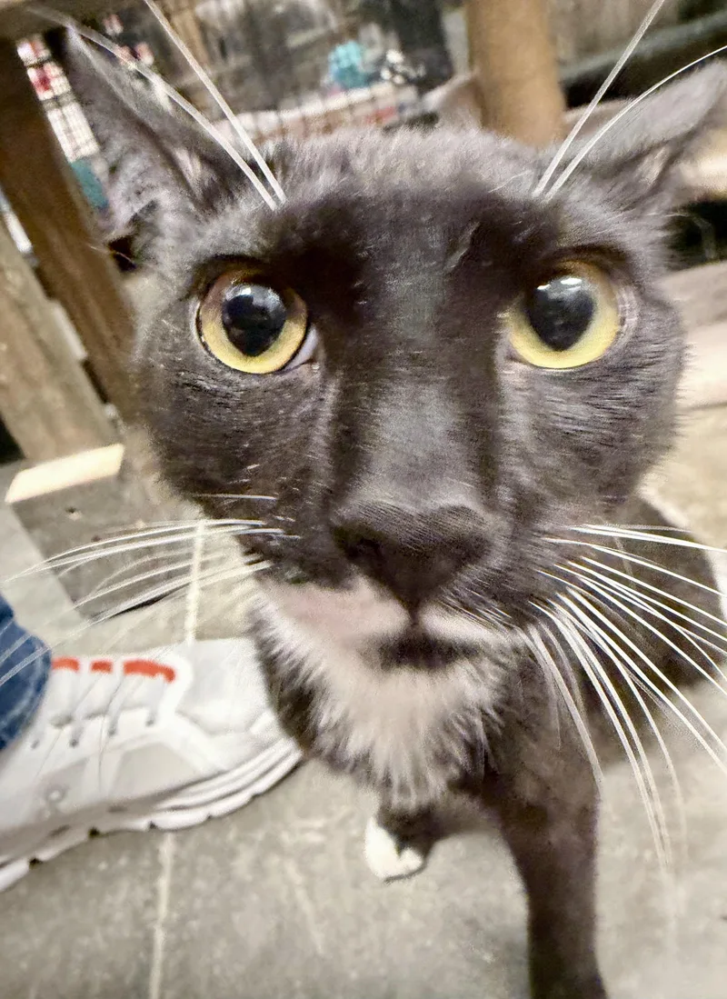 An adult medium-sized male Black & White / Tuxedo Tuxedo cat named Liberace for adoption in San Juan Capistrano, CA