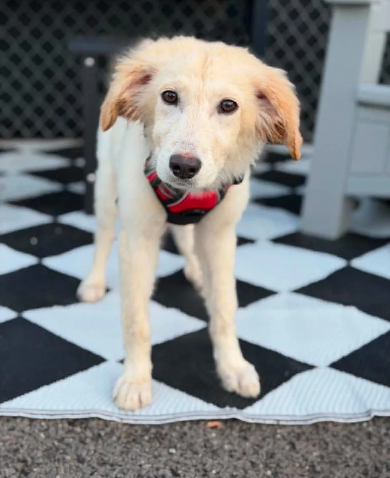 A baby medium-sized male Golden Retriever dog named Monty for adoption in Savage, MN
