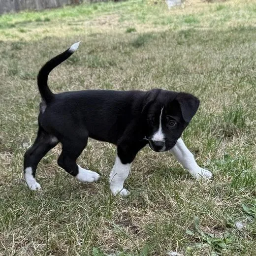 A baby small-sized male Black Bull Terrier dog named Fonzie for adoption in Tacoma, WA