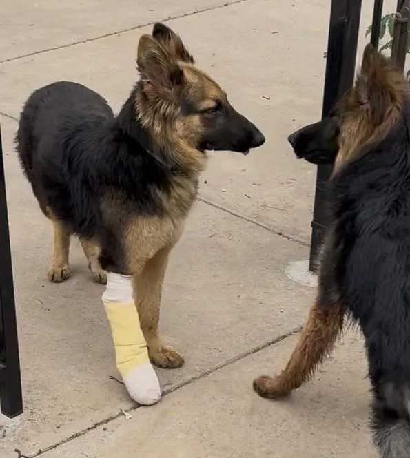 A young large-sized female German Shepherd Dog dog named Pringle for adoption in Dallas, TX