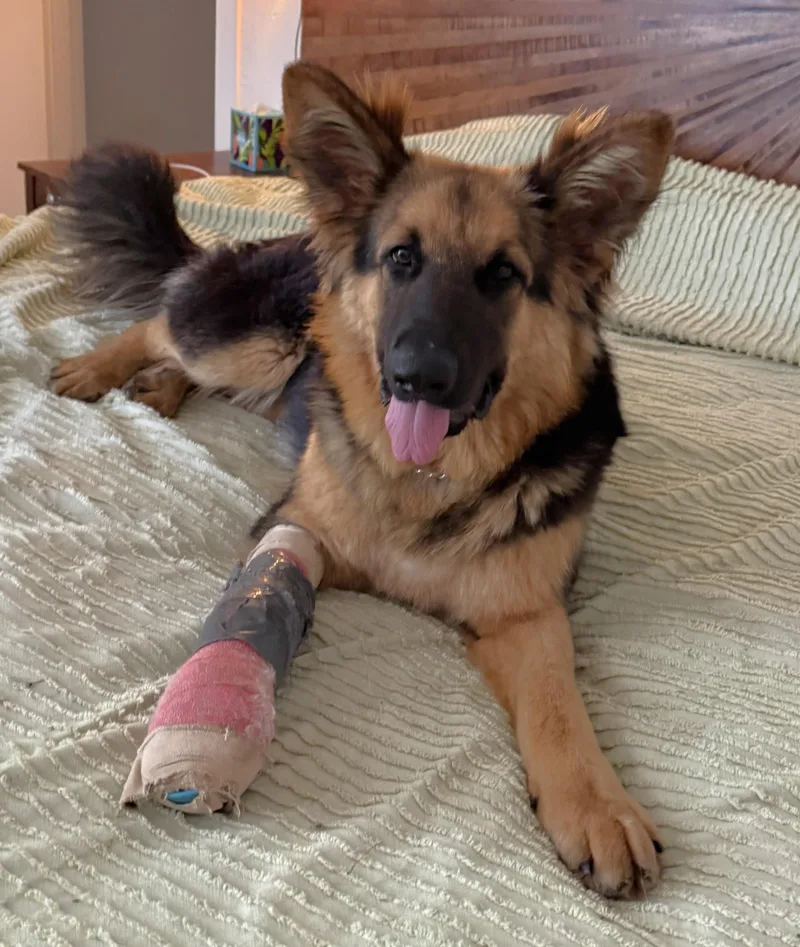 Pringle thumbnail 5