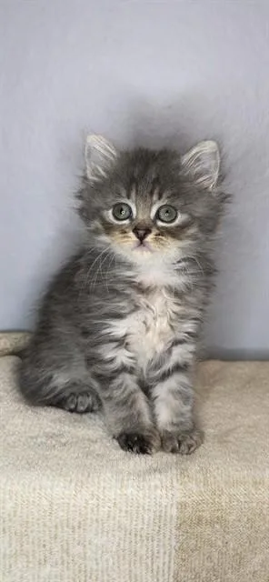 Saphira