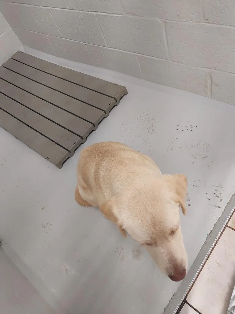 A young medium-sized male Labrador Retriever dog named Mellow for adoption in Mocksville, NC