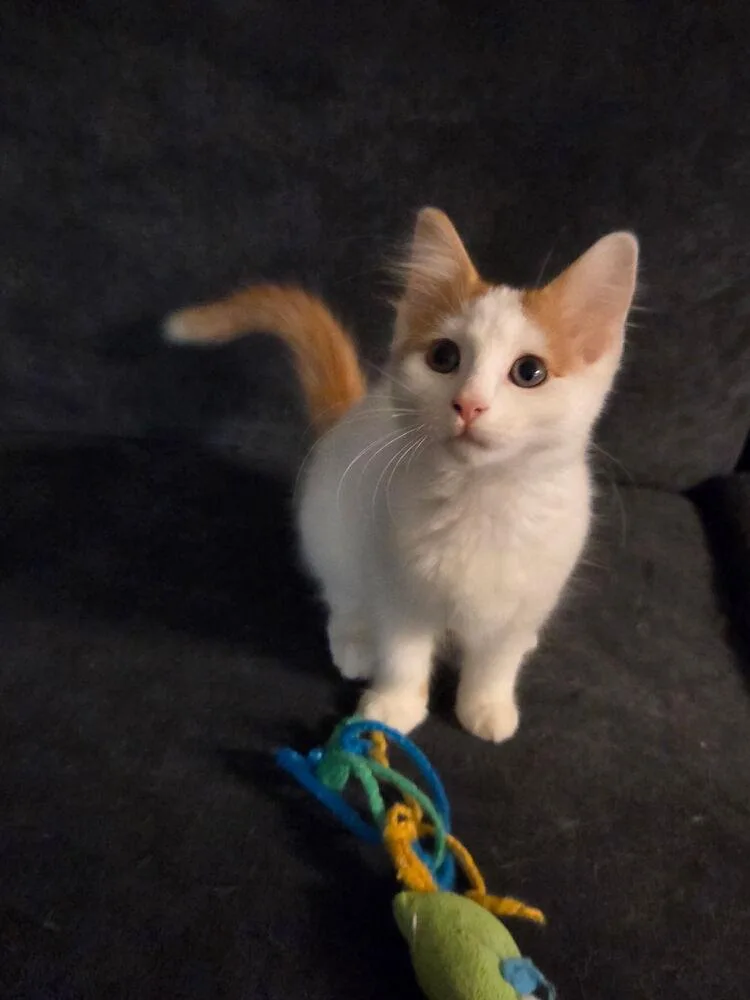 A baby small-sized male Domestic Short Hair cat named Crisco for adoption in Ferndale, MI