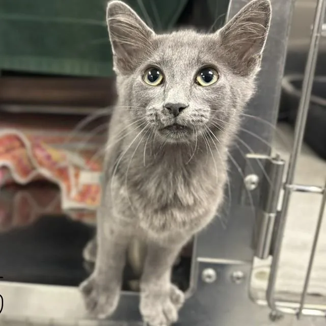 A baby medium-sized male Domestic Short Hair cat named Dutton for adoption in Huntsville, AL