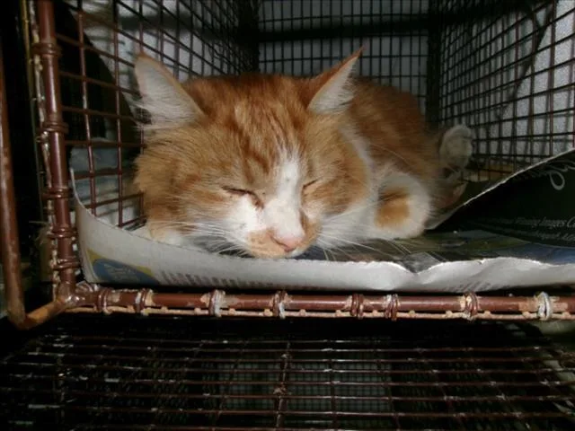 An adult small-sized female Domestic Short Hair cat named Olive for adoption in Van Nuys, CA