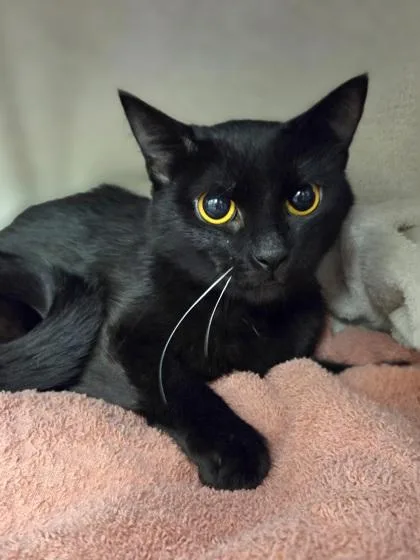 A young medium-sized female Domestic Short Hair cat named Glee for adoption in Westland, MI