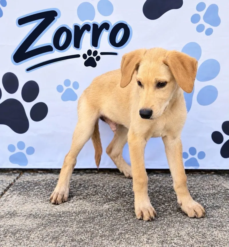 Zorro
