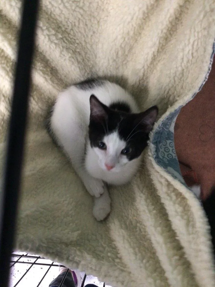 A young small-sized female Black & White / Tuxedo Domestic Short Hair cat named Clover for adoption in Logansport , IN