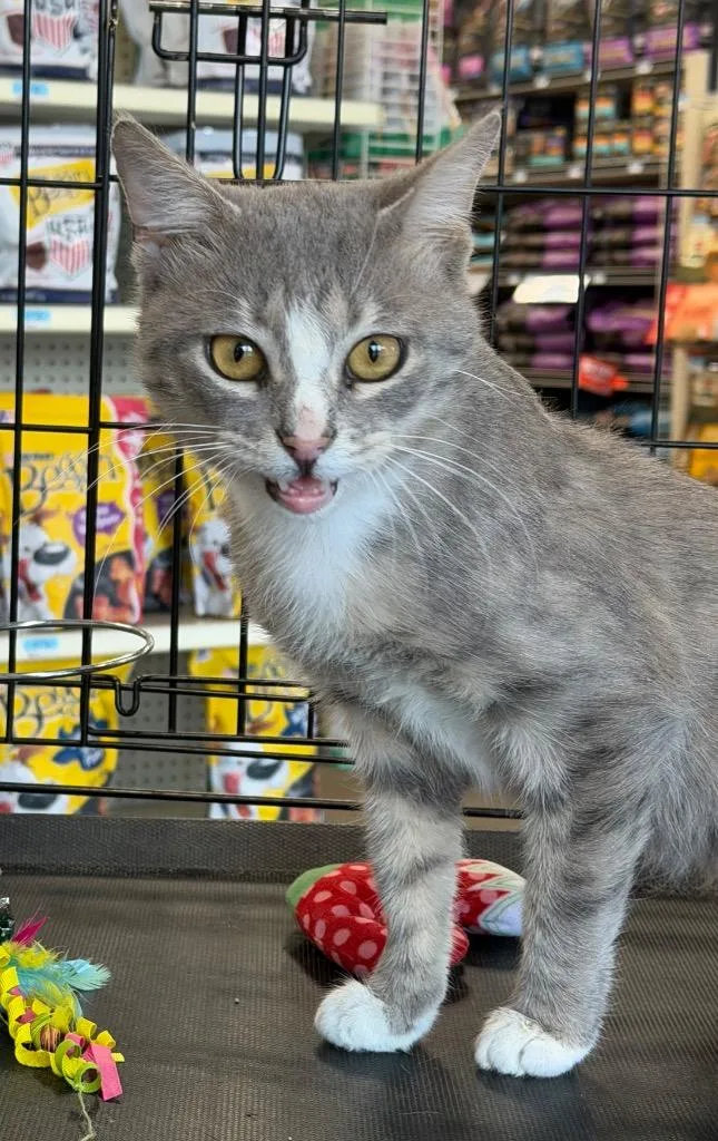 A young medium-sized male Domestic Short Hair cat named Chile for adoption in Fort Oglethorpe, GA