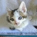 A baby small-sized male Brown / Chocolate Domestic Short Hair cat named Oz for adoption in Flagstaff, AZ