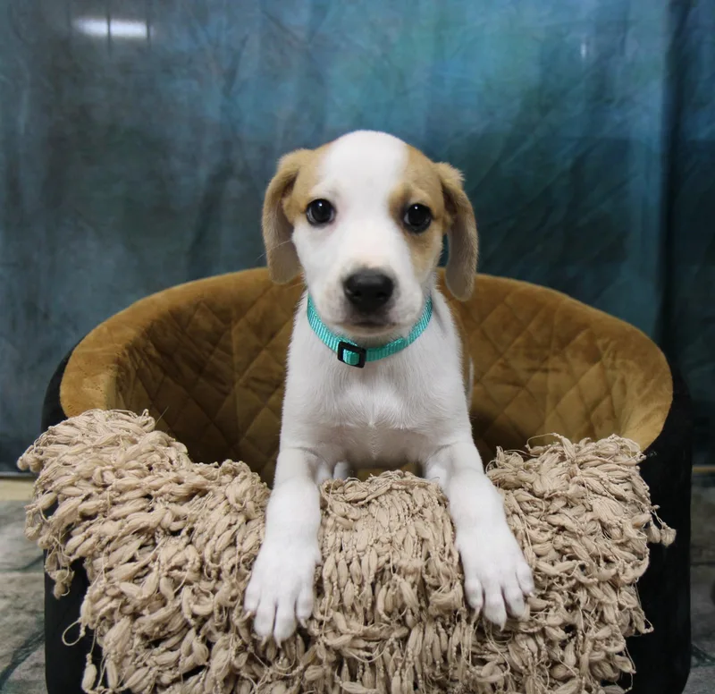 A baby medium-sized female Mixed Breed dog named Sunny for adoption in Plain City, OH