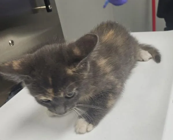 A baby small-sized female Domestic Short Hair cat named Kd Sage for adoption in Lawrenceville, GA