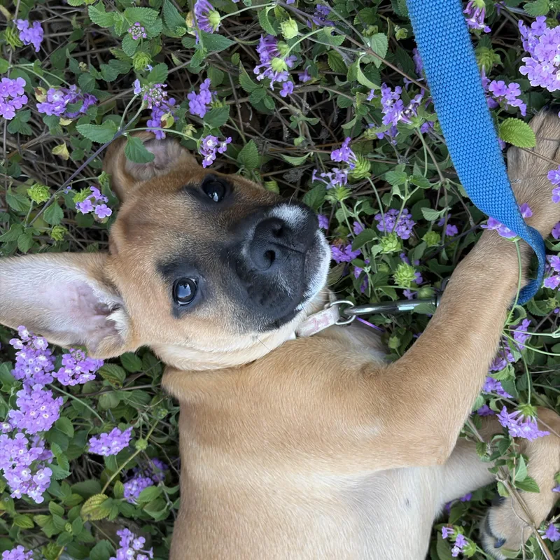 Artemis