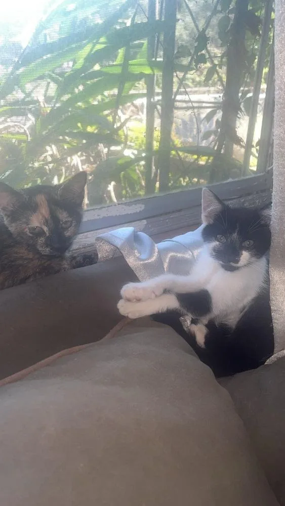 Tortellini thumbnail 4