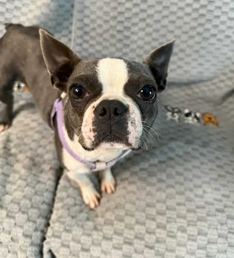 A young small-sized female Gray / Blue / Silver Boston Terrier dog named Kaylee for adoption in Hop Bottom, PA