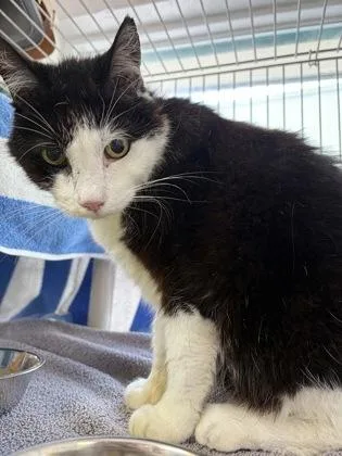 A senior medium-sized male Black Domestic Short Hair cat named Buster for adoption in Key West, FL