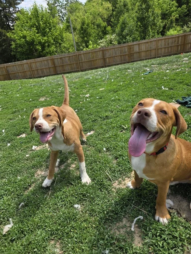 Marion Bullgles : Frank