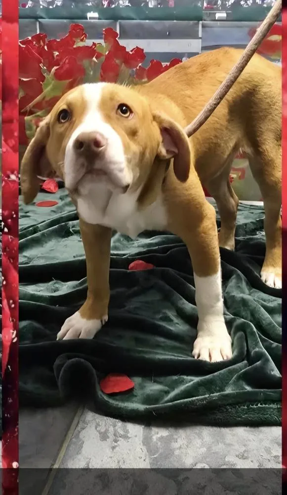 Marion Bullgles : Frank thumbnail 2