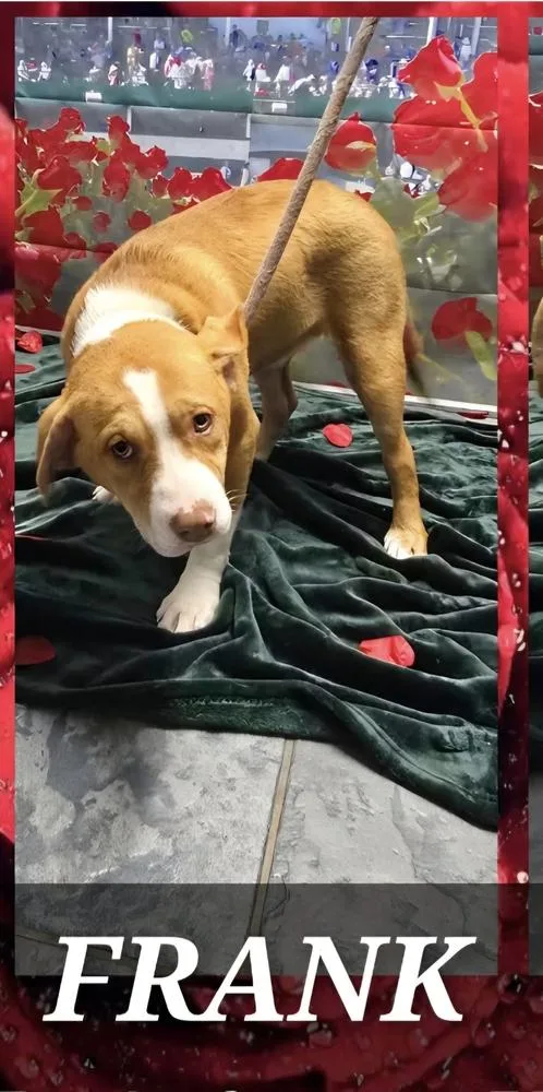 Marion Bullgles : Frank thumbnail 3