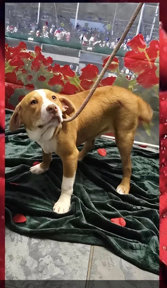 Marion Bullgles : Frank thumbnail 4