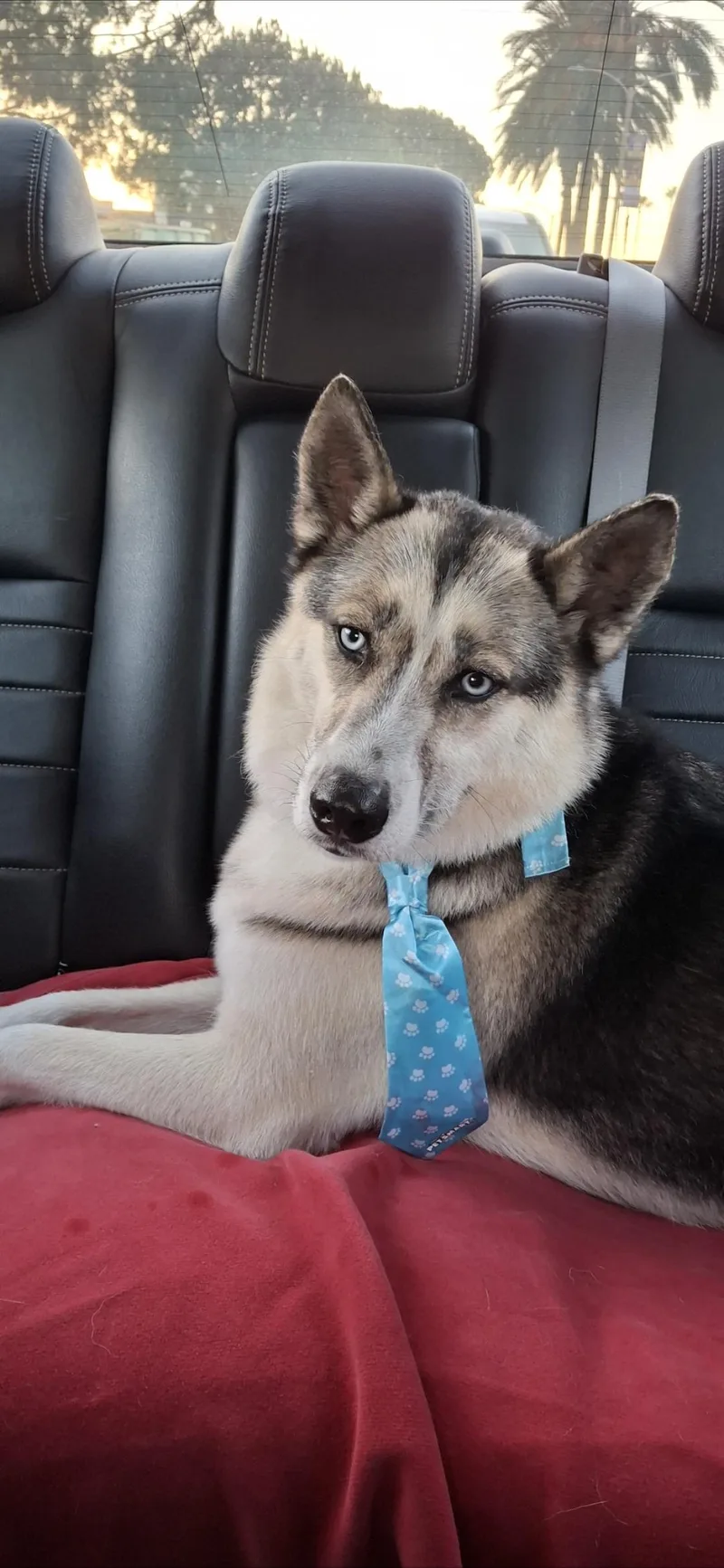 An adult medium-sized male Husky dog named Felix for adoption in Thousand Oaks, CA