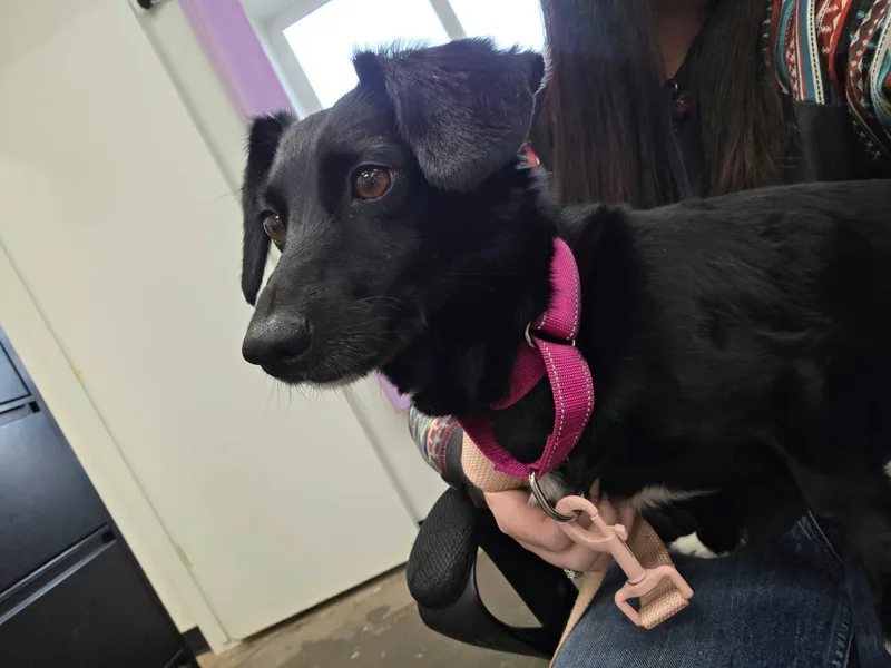 An adult medium-sized female Black Dachshund dog named Thistle for adoption in Roosevelt, UT