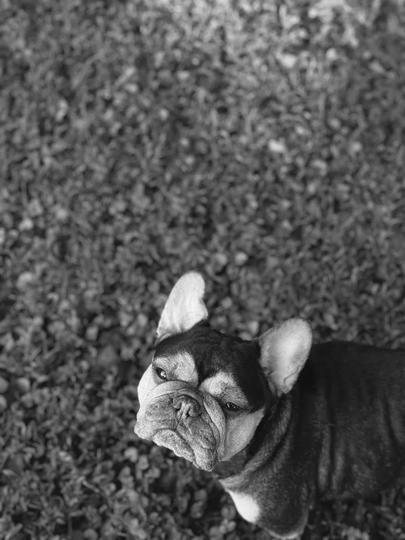 A young medium-sized female Brown / Chocolate French Bulldog dog named Brookie for adoption in Columbia, MD